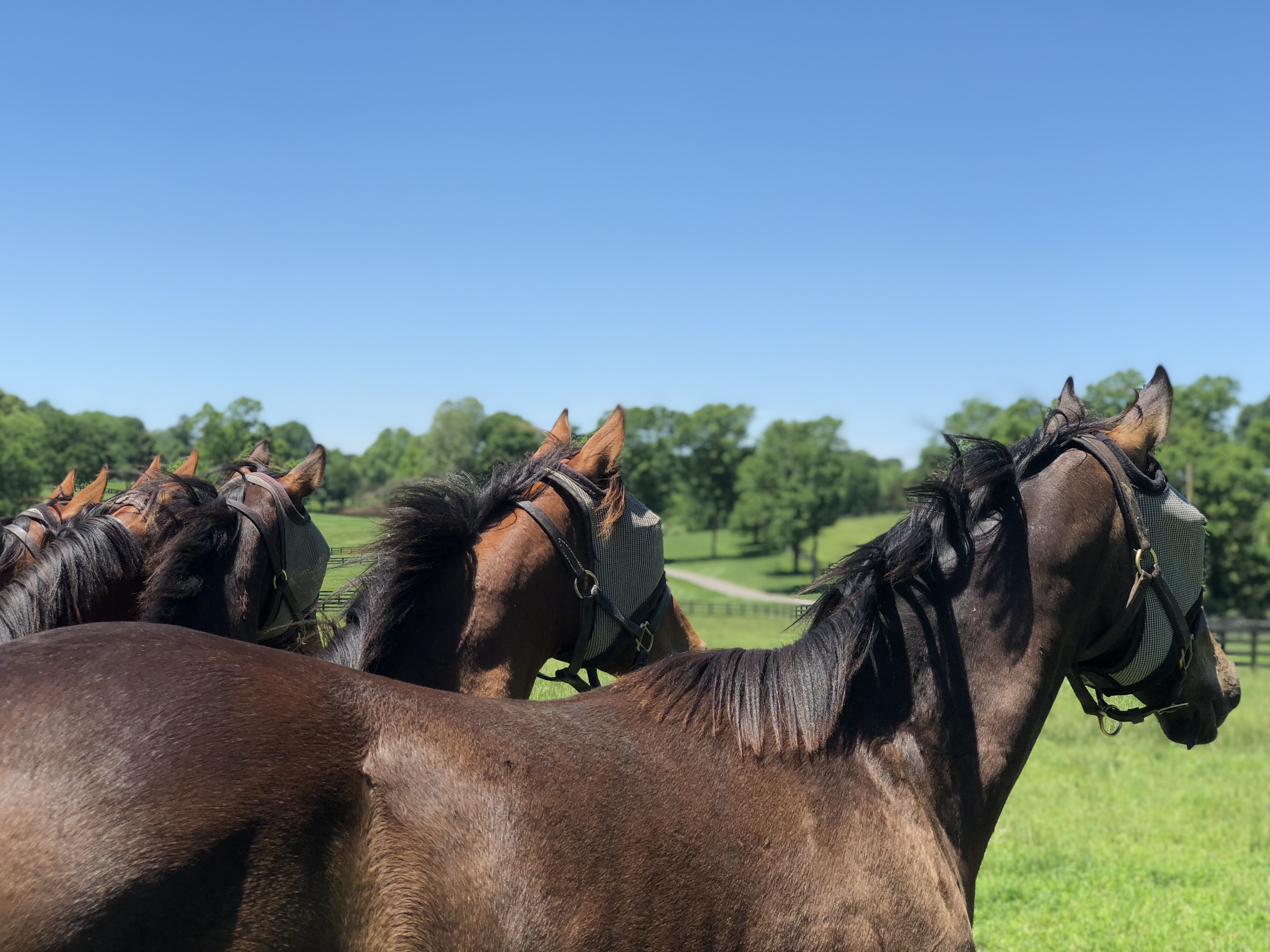Yearling horses staring off into the distance.